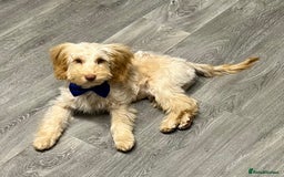 Cockapoo dogs for sale: F3 6 Month Old Cockapoo (Ralph) - Advert 7