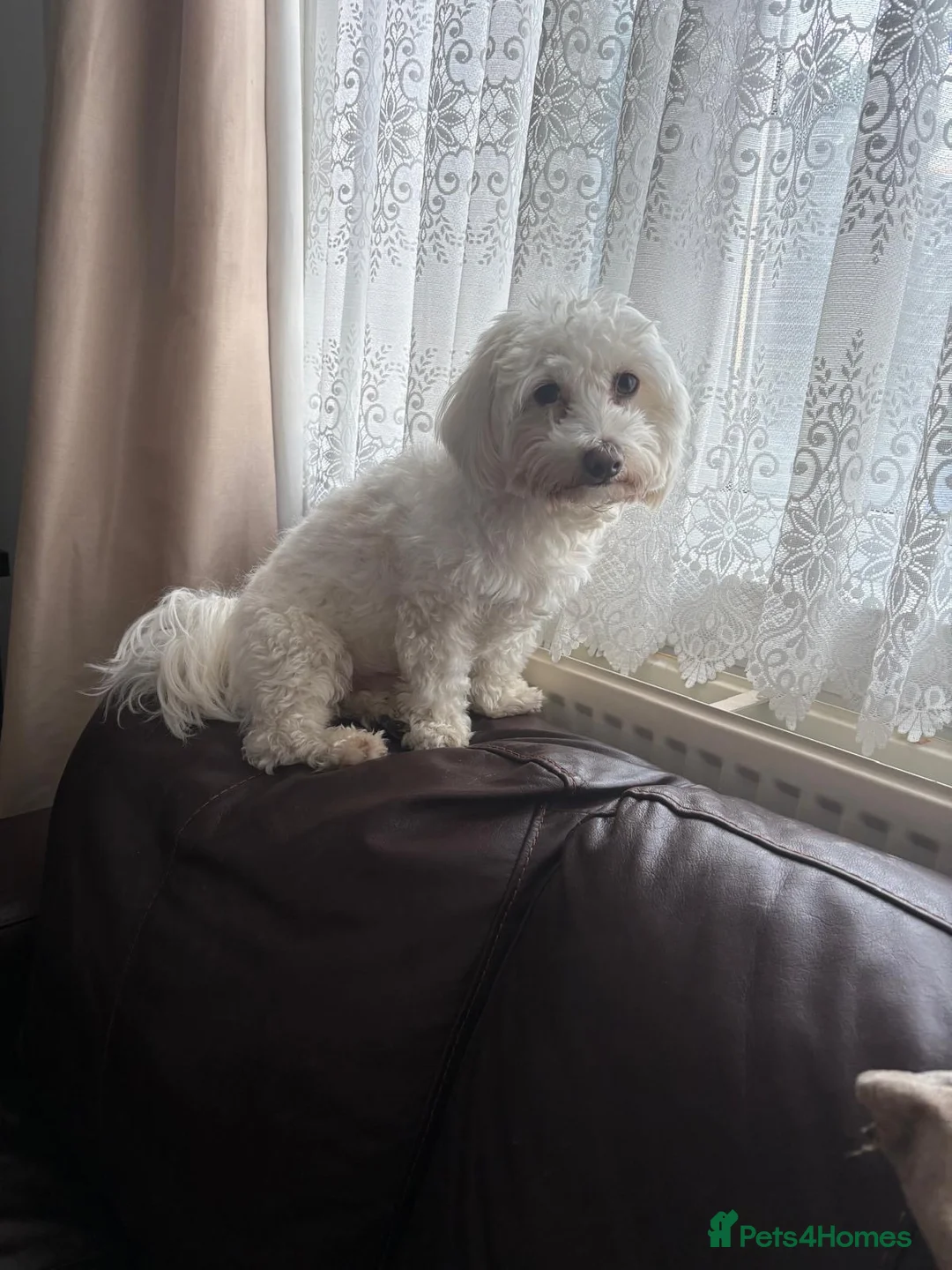 Maltese dogs for sale: 2 years old Maltese are ready to go any day - Advert 2