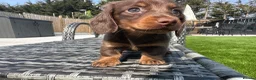 Miniature Dachshund dogs for sale: ✨MINI LONG HAIRED DACHSHUNDS ✨KC ✨ - Advert 5