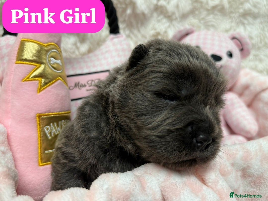 Chow Chow dogs for sale: 🏆 ** Just one Teddy Bear remaining  ** 🏆 - Advert 22