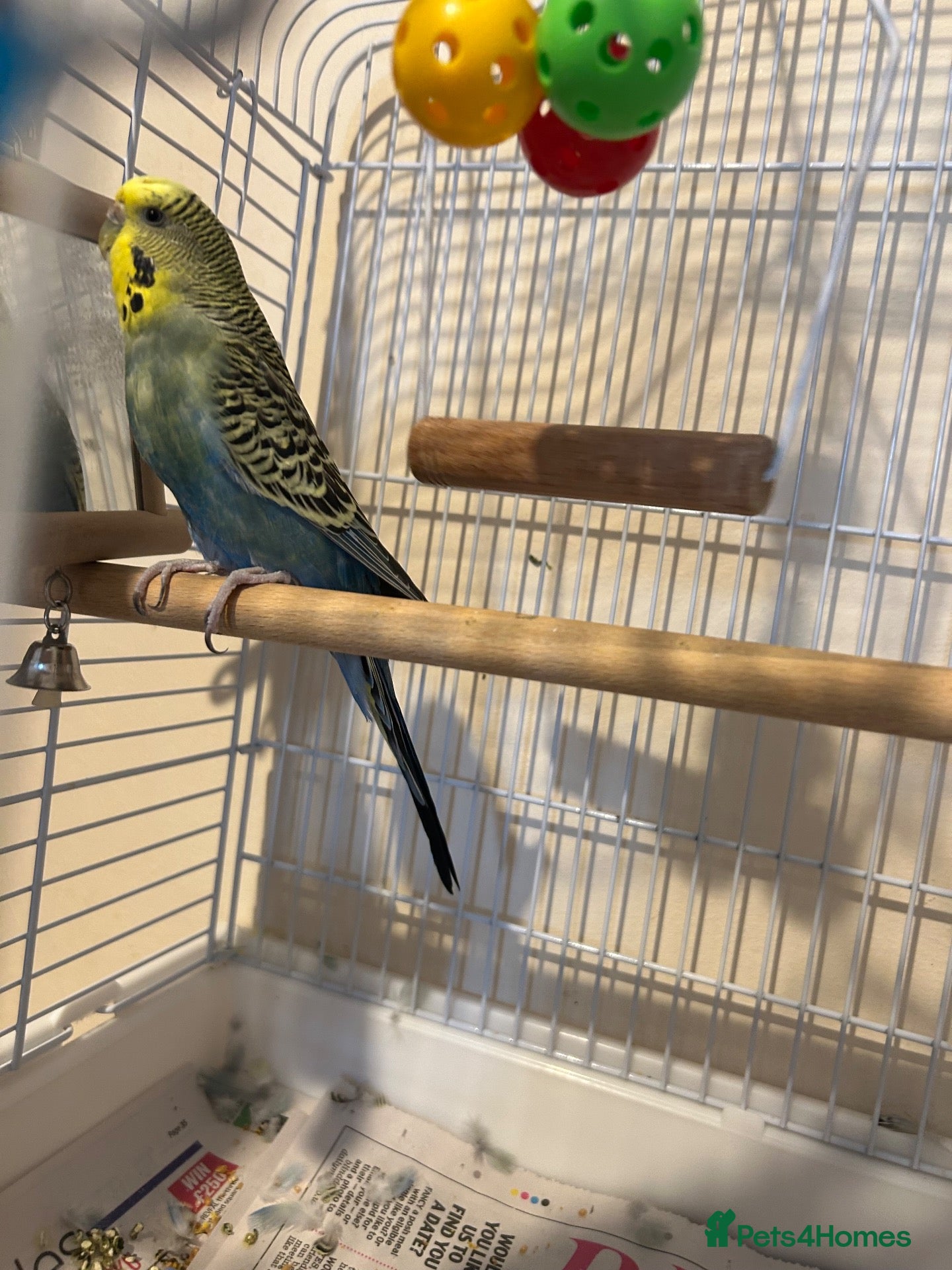 Budgerigars birds for sale: Bird for rehoming - Advert 4