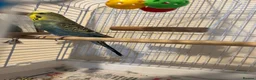 Budgerigars birds for sale: Bird for rehoming in Havant - Advert 1