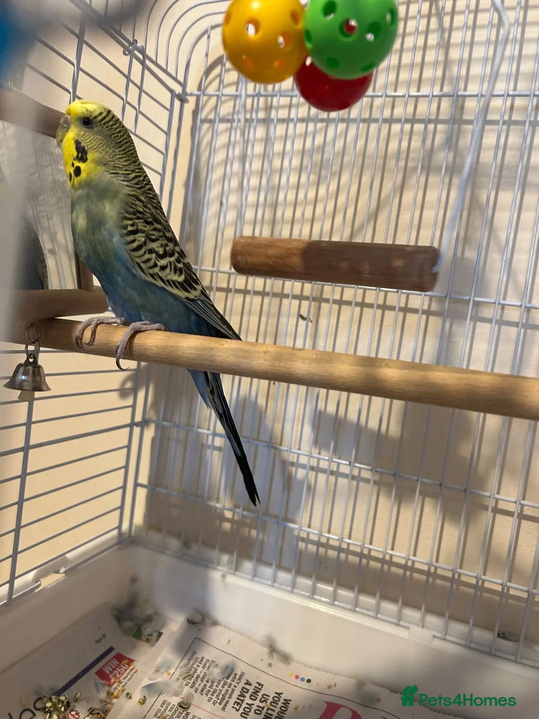 Budgerigars birds for sale: Bird for rehoming in Havant - Advert 1