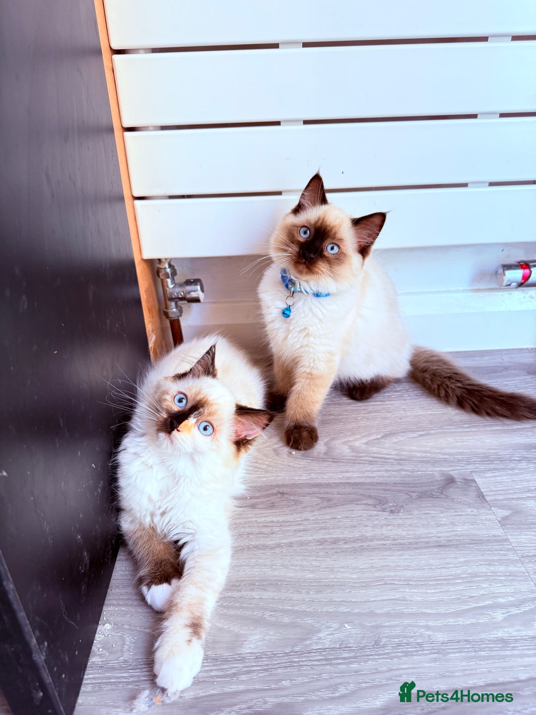 Ragdoll cats for sale: Six adorable Ragdoll kittens(1 boy and 1 girl left in Wokingham - Image 13