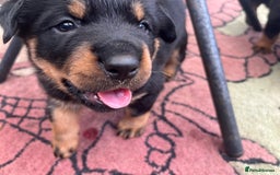 Rottweiler dogs for sale: Beautifull Rottweiler  - Image 6