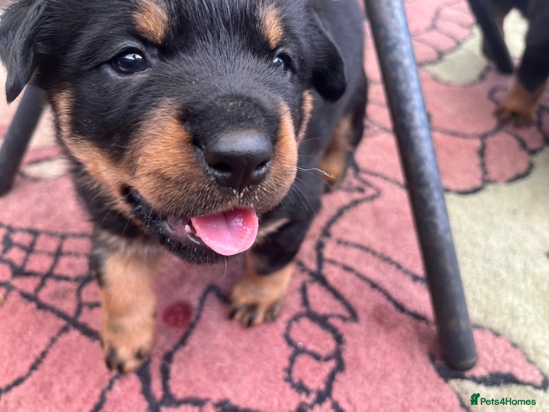 Rottweiler dogs for sale: Beautifull Rottweiler  - Image 6