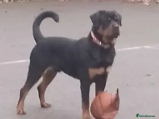Rottweiler dogs 8Mth Old Rottie Male Pup - Advert 9