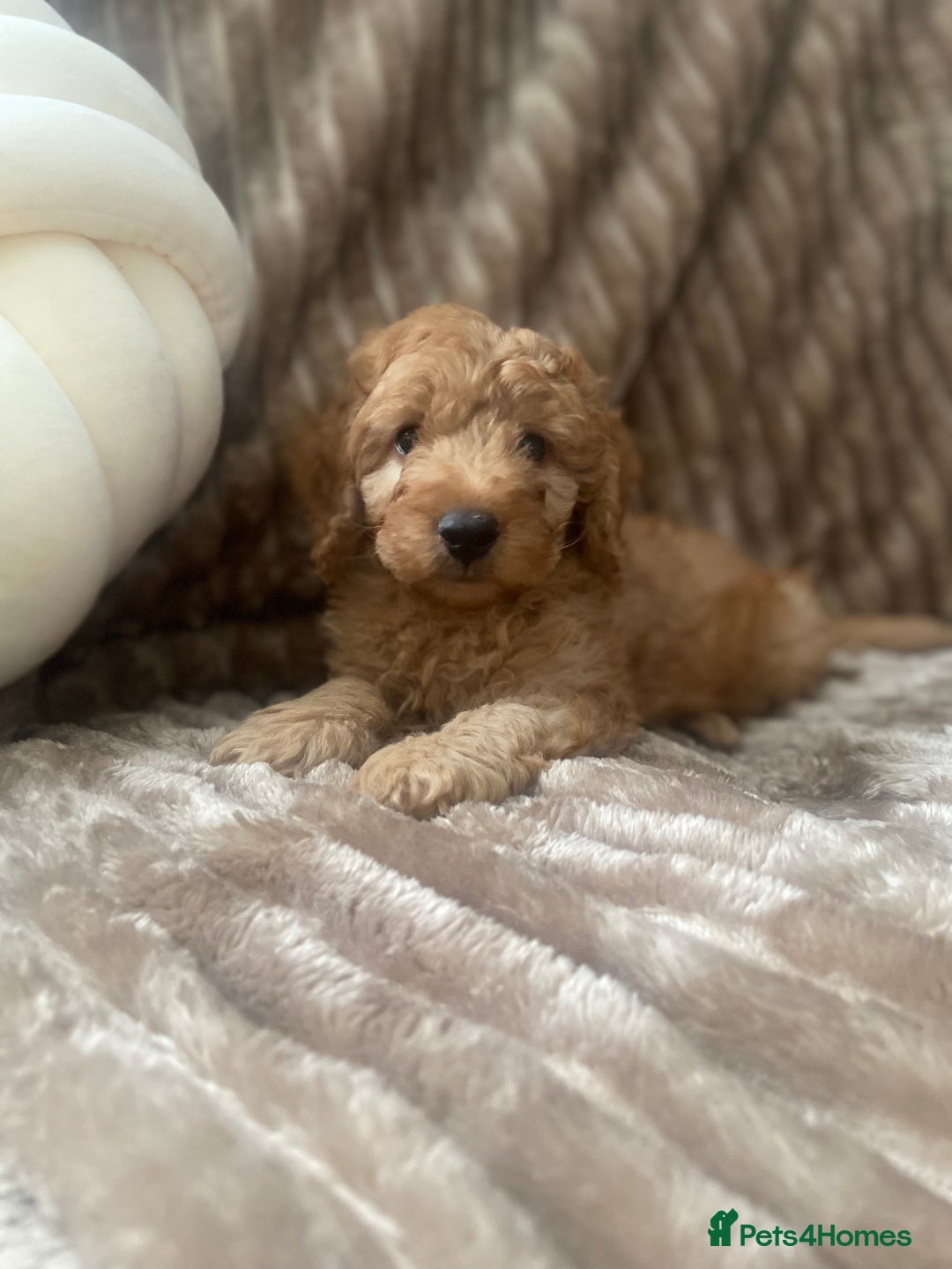 Cockapoo dogs for sale: F1b toy cockapoo  - Image 2