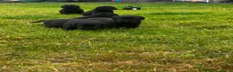Labrador Retriever dogs for sale: Beautiful Kennel Club Registered Labrador Puppies  - Advert 6
