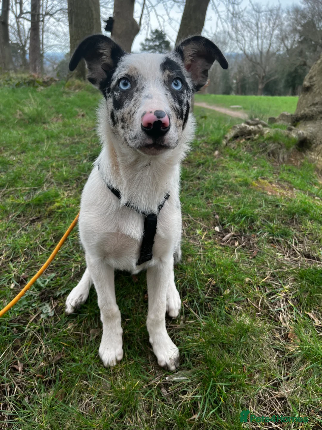 Border Collie dogs for sale: Border Collie Merle 7months  in Worcester - Advert 2