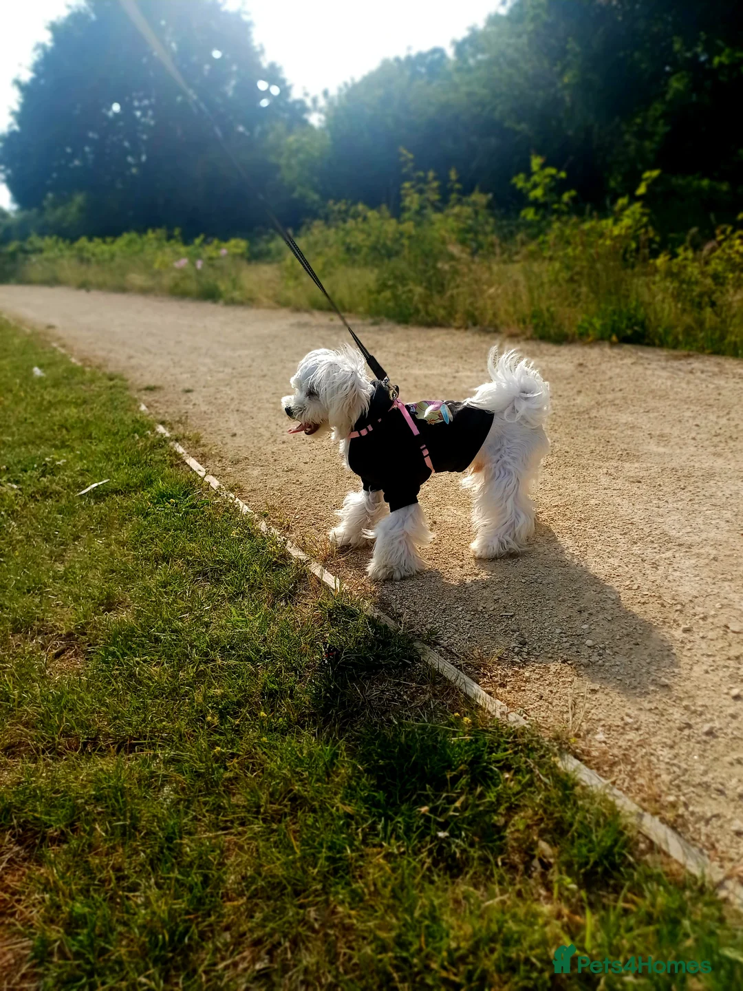 Maltese dogs for stud: New Adroble boy only for stud whit baby face :) - Advert 10