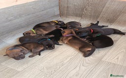 German Shepherd dogs for sale: German Shepherd Puppies - Image 2