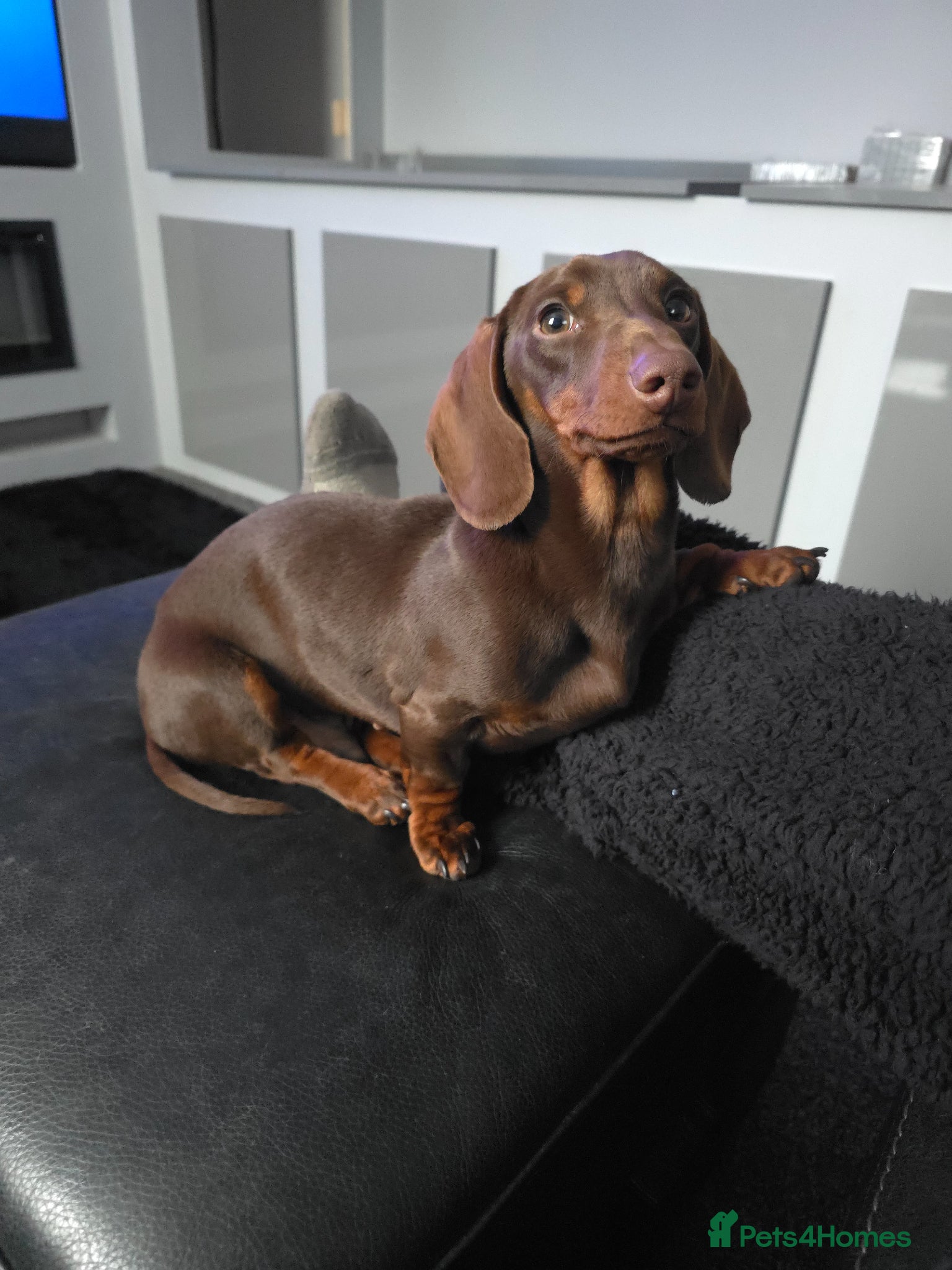 Miniature Dachshund dogs Mother and son together  - Advert 2