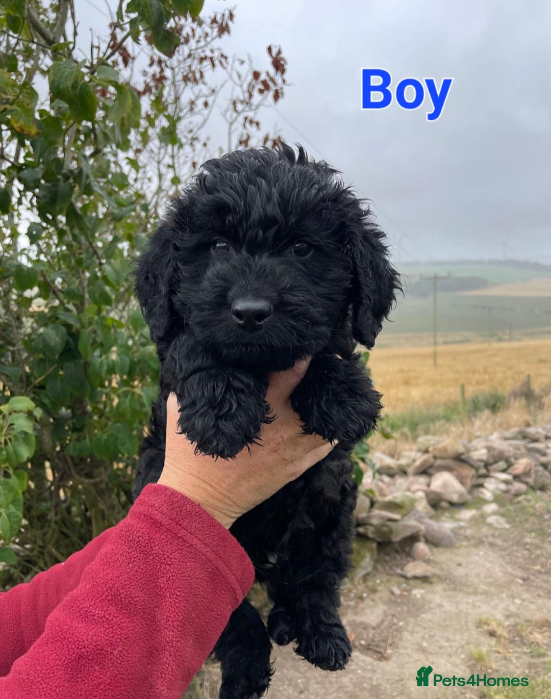 Mixed Breed dogs for sale: GORGEOUS ROTTLE PUPPIES - Image 5