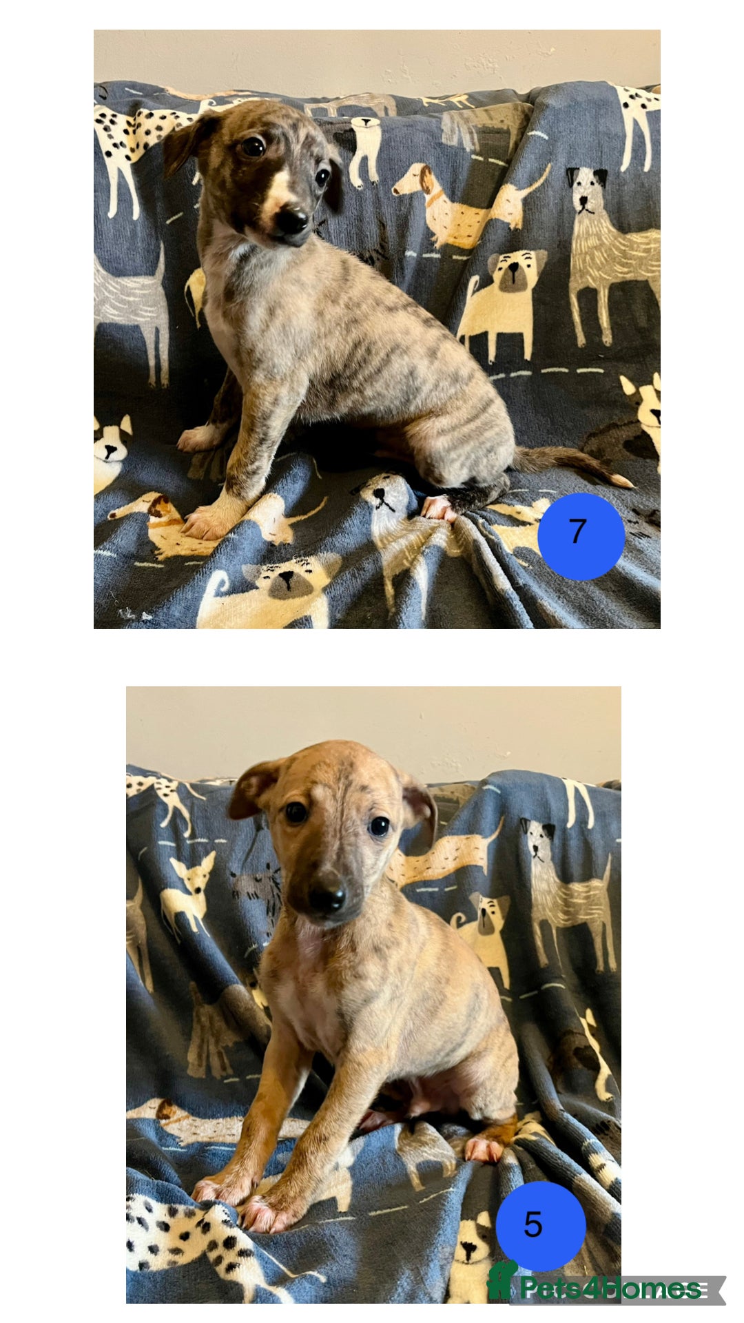 Whippet dogs KC Reg Whippet Puppies - Advert 4