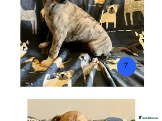 Whippet dogs KC Reg Whippet Puppies - Advert 4