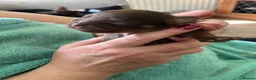 Chihuahua dogs for sale: Long hair chihuahuas  in Battle - Advert 12