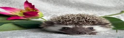 Pygmy Hedgehog rodents for sale: African Pygmy Hedgehog Ethically Bred Girl  - Advert 8