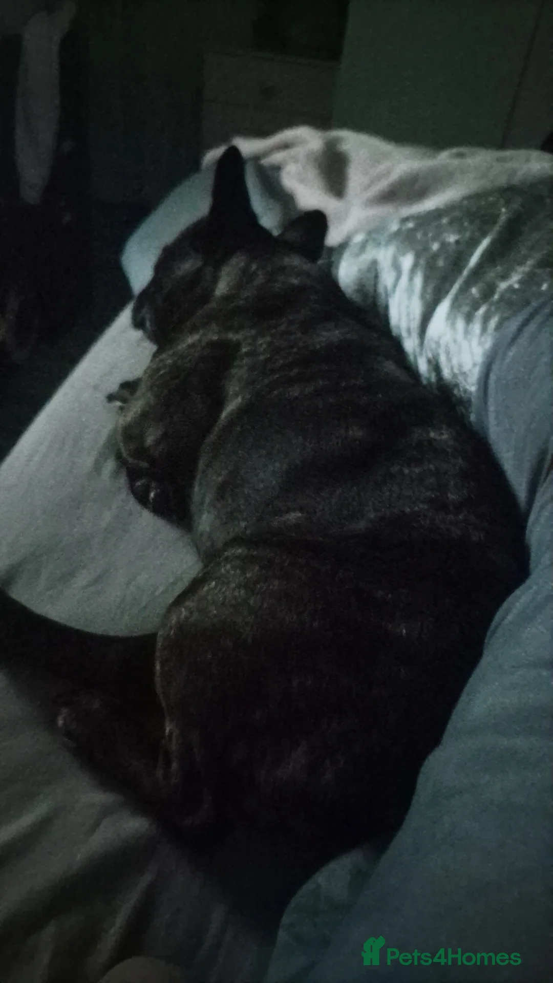 French Bulldog dogs for sale: French bulldog  - Advert 5