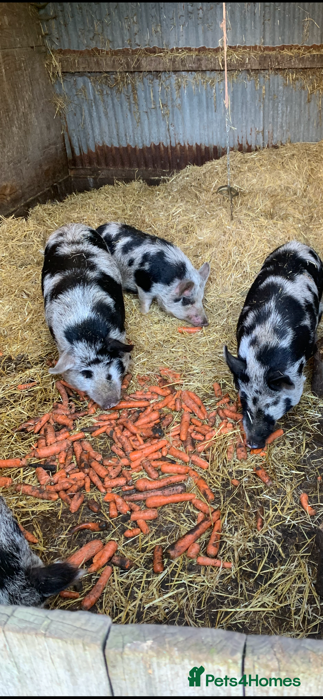 Pig livestock for sale: Pet pigs - Advert 4