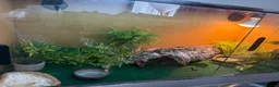 Bearded Dragon reptiles for sale: Bearded dragons  - Advert 4