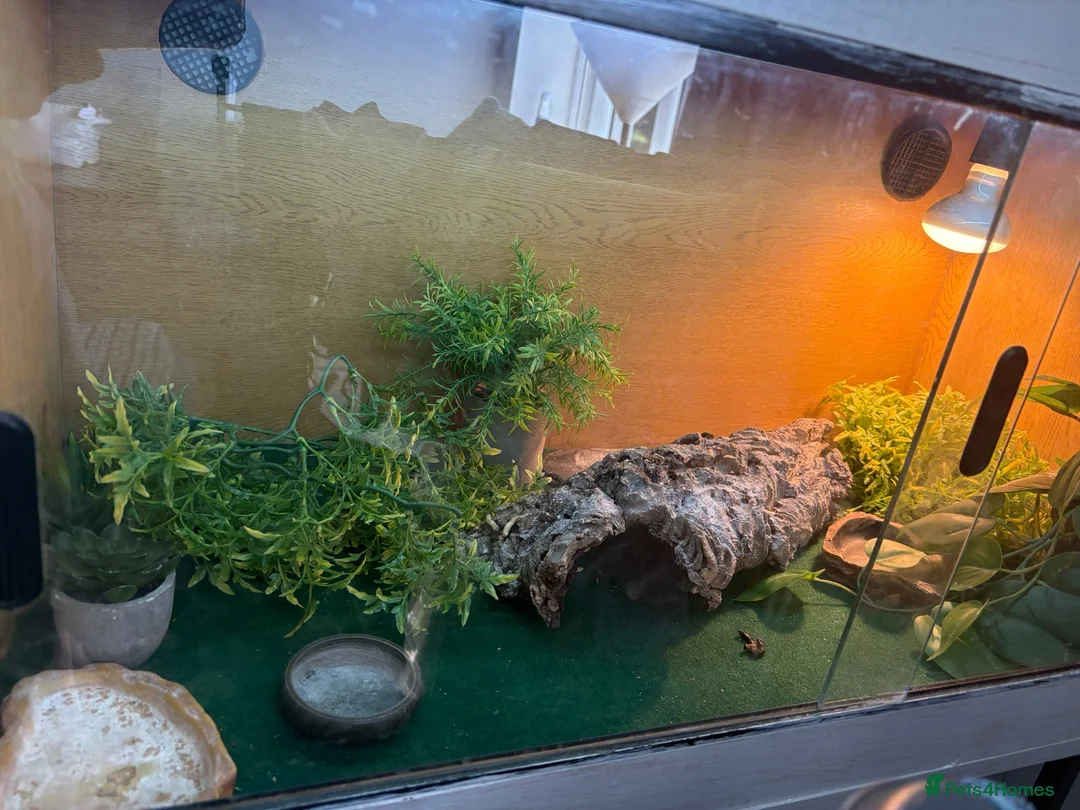 Bearded Dragon reptiles for sale: Bearded dragons  - Advert 4
