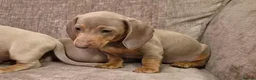 Miniature Dachshund dogs for sale: Isabella miniature dachshund puppies  - Advert 10