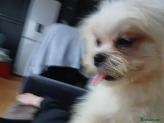 Mixed Breed dogs Adorable Maltese/Lhasa Apso puppies - Advert 12