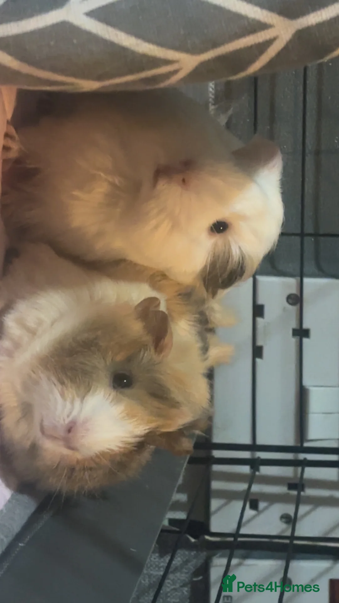 Guinea Pig rodents for sale: 2 Female Guinea Pigs! - Advert 3