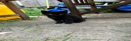 European cats for sale: Kittens  - Advert 3