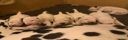 Dalmatian dogs for sale: *1 left please read* Purebred Dalmatian puppies - Advert 14