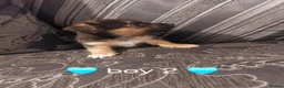 Jack Russell dogs for sale: Miniature Jack russell puppy's for sale  - Advert 8