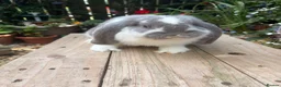 French Lop rabbits for sale: French lop kits mixed litter - Advert 7