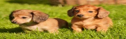 Miniature Dachshund dogs for sale: KC registered long haired miniature dachshunds  - Advert 19