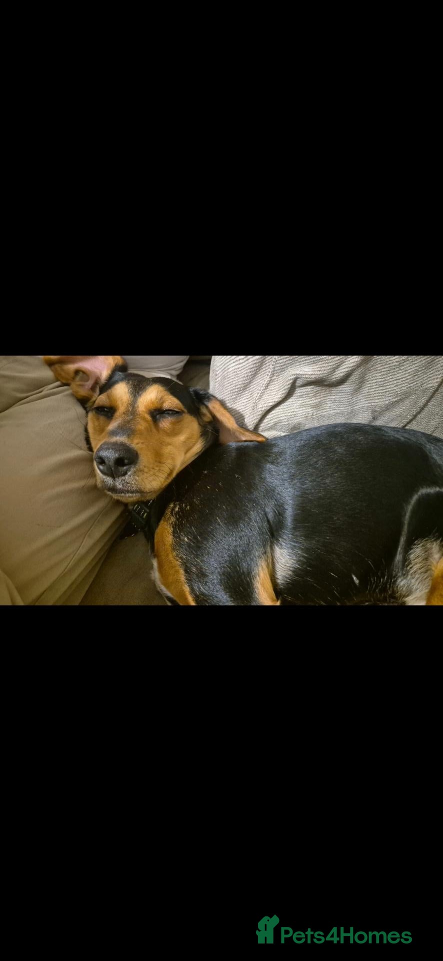 Mixed Breed dogs Rehoming female boxer mixed Breed girl - Advert 10