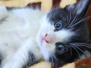 British Longhair cats - Advert 7