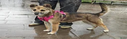 Mixed Breed dogs for adoption: ❤️🐶 ZLATA – GENTLE, THOUGHTFUL in Burton-on-Trent - Advert 19