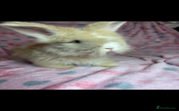 Angora rabbits for sale: Gorgeous fluffy little angora baby bunnies - Image 10