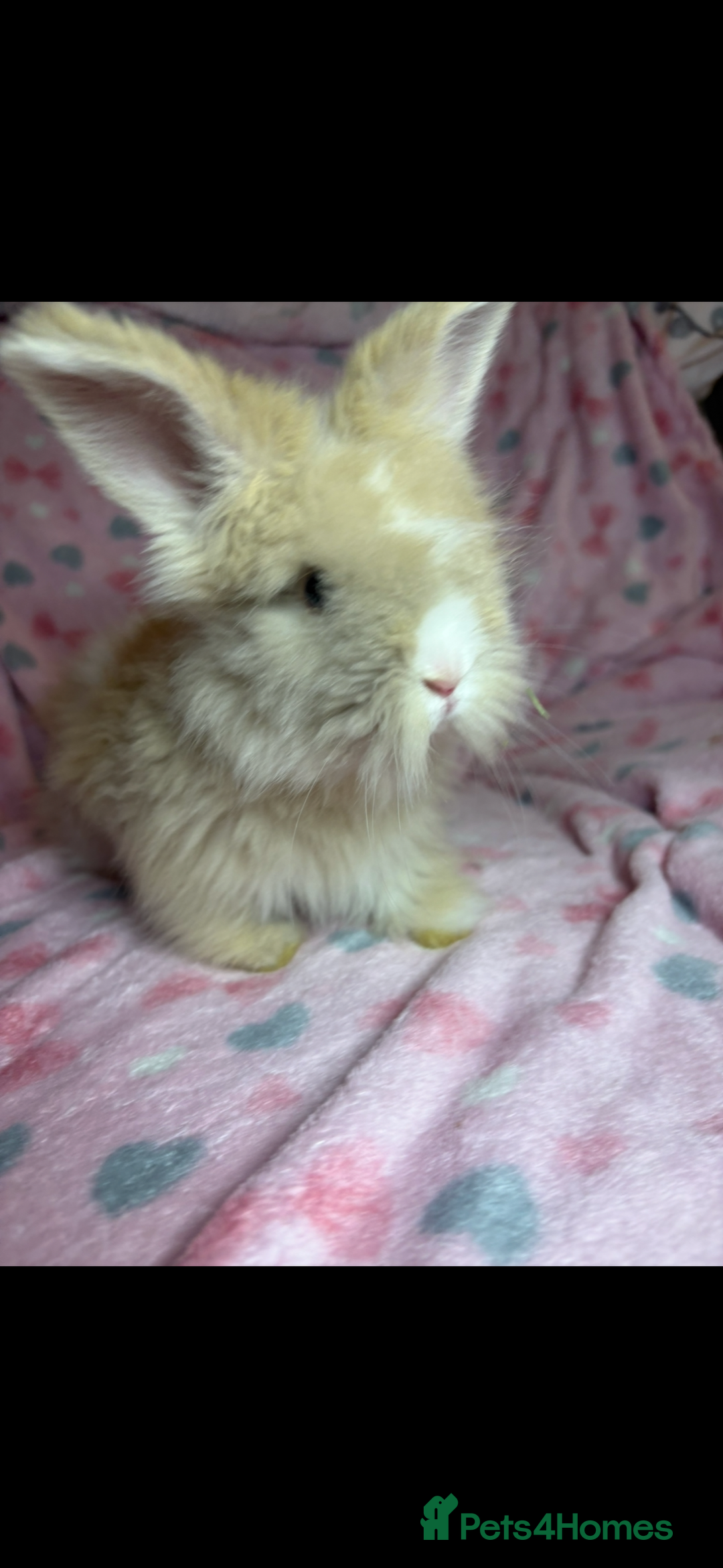 Angora rabbits for sale: Gorgeous fluffy little angora baby bunnies - Image 10
