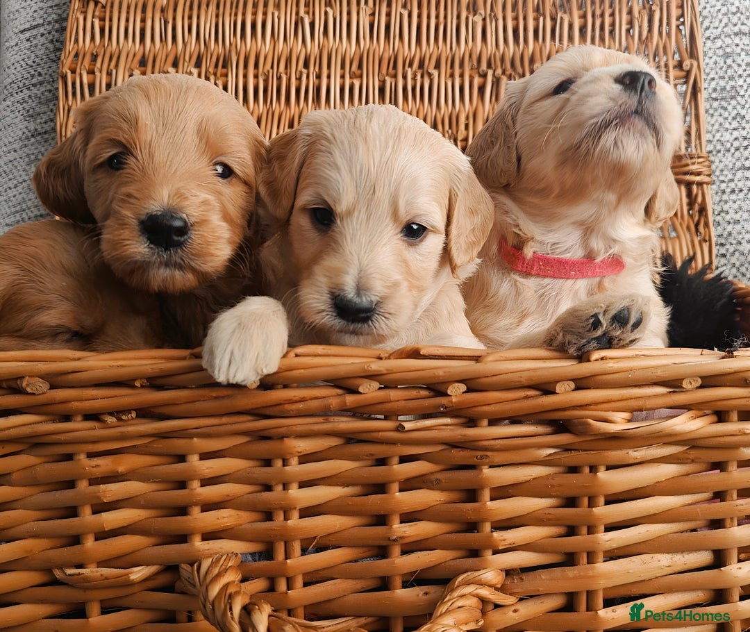 Mini Goldendoodle dogs for sale: *REDUCED* Adorable Red & Apricot Goldendoodles - Advert 20