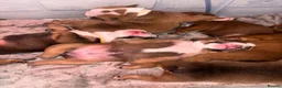 English Bulldog dogs for sale: STUNNING TRADITIONAL ENGLISH BULLDOG - Advert 19