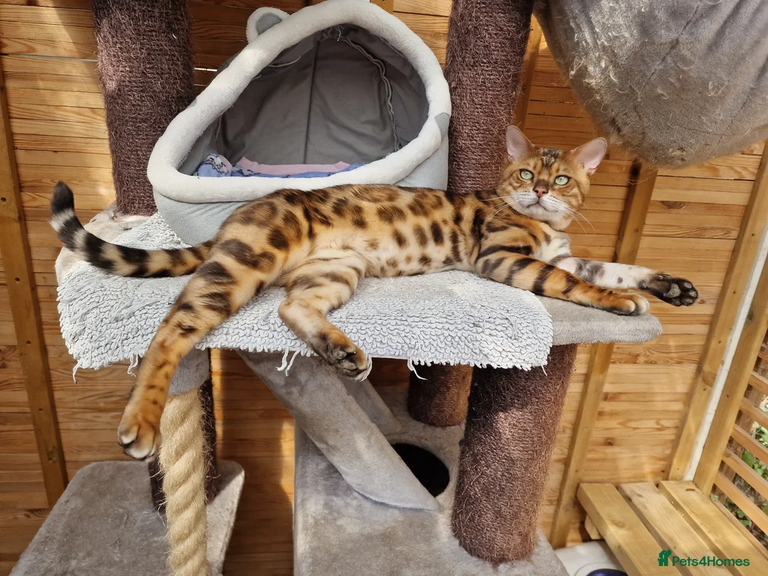 Bengal cats for stud: Bengal cat for stud, Calvin. in Peterborough - Advert 1