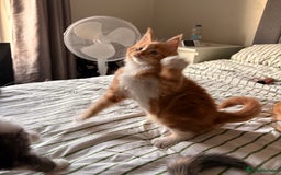Maine Coon cats for sale: Stunning TICA REGISTERED Maine Coon kittens  - Image 7