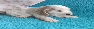 Cocker Spaniel 5