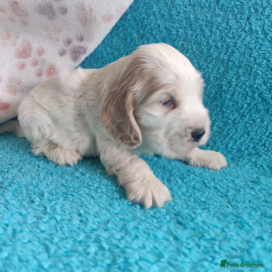 Cocker Spaniel dogs for sale: KC Registered Show Type Cocker Spaniels - Advert 2