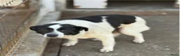 Mixed Breed dogs for adoption: Lola - Norwich Norfolk  in Norwich - Advert 14