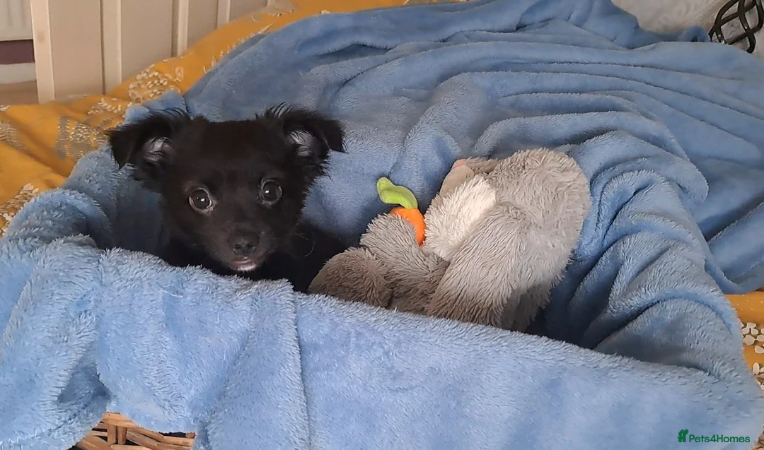 Chihuahua dogs for sale: 10 week old male long coat chihuahua pup - Advert 15