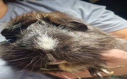 Guinea Pig rodents for sale: 2 male guinea pigs - Image 3