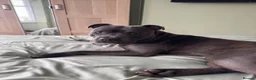 Staffordshire Bull Terrier dogs for sale: Staffordshire bull terrier For Sale in Sheerness - Advert 6