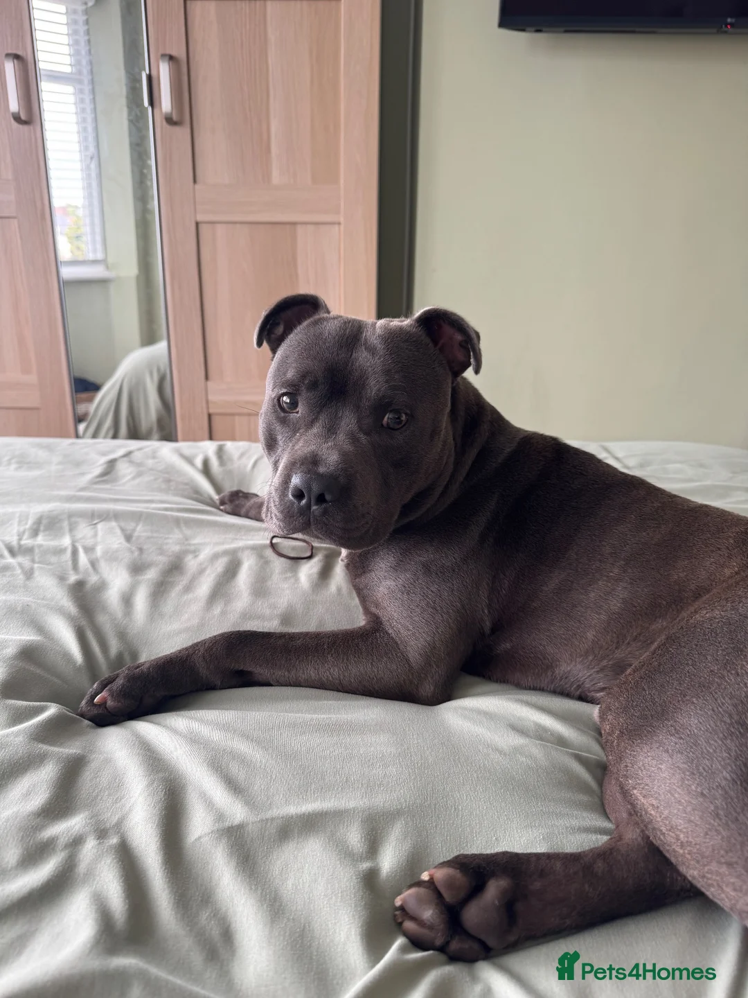 Staffordshire Bull Terrier dogs for sale: Staffordshire bull terrier For Sale in Sheerness - Advert 6
